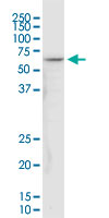 NDUFV1 Antibody - NDUFV1 monoclonal antibody (M01), clone 4A7. Western Blot analysis of NDUFV1 expression in PC-12.