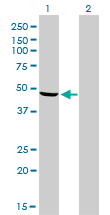 NDUFV1 Antibody - Western Blot analysis of NDUFV1 expression in transfected 293T cell line by NDUFV1 monoclonal antibody (M01), clone 4A7.Lane 1: NDUFV1 transfected lysate(50.8 KDa).Lane 2: Non-transfected lysate.