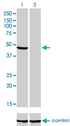 NDUFV1 Antibody - Western blot analysis of NDUFV1 over-expressed 293 cell line, cotransfected with NDUFV1 Validated Chimera RNAi (Lane 2) or non-transfected control (Lane 1). Blot probed with NDUFV1 monoclonal antibody (M01), clone 4A7 . GAPDH ( 36.1 kDa ) used as specificity and loading control.