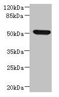 NDUFV1 Antibody - Western blot All lanes: NDUFV1 antibody at 3.46µg/ml + HepG2 whole cell lysate Secondary Goat polyclonal to rabbit IgG at 1/10000 dilution Predicted band size: 51, 50 kDa Observed band size: 51 kDa
