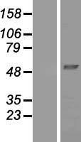 NDUFV1 Protein - Western validation with an anti-DDK antibody * L: Control HEK293 lysate R: Over-expression lysate