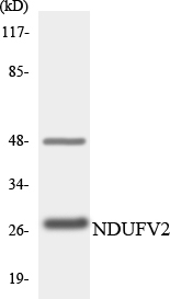 NDUFV2 Antibody - Western blot analysis of the lysates from K562 cells using NDUFV2 antibody.