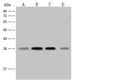 NDUFV2 Antibody - Anti-NDUFV2 rabbit polyclonal antibody at 1:500 dilution. Lane A: A549 Whole Cell Lysate. Lane B: Jurkat Whole Cell Lysate. Lane C: HeLa Whole Cell Lysate. Lane D: A431 Whole Cell Lysate. Lysates/proteins at 30 ug per lane. Secondary: Goat Anti-Rabbit IgG (H+L)/HRP at 1/10000 dilution. Developed using the ECL technique. Performed under reducing conditions. Predicted band size: 27 kDa. Observed band size: 27 kDa.