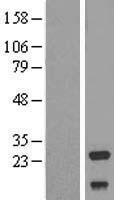 NDUFV2 Protein - Western validation with an anti-DDK antibody * L: Control HEK293 lysate R: Over-expression lysate
