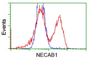 NECAB1 Antibody - HEK293T cells transfected with either overexpress plasmid (Red) or empty vector control plasmid (Blue) were immunostained by anti-NECAB1 antibody, and then analyzed by flow cytometry.