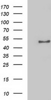 NECAB1 Antibody - HEK293T cells were transfected with the pCMV6-ENTRY control (Left lane) or pCMV6-ENTRY NECAB1 (Right lane) cDNA for 48 hrs and lysed. Equivalent amounts of cell lysates (5 ug per lane) were separated by SDS-PAGE and immunoblotted with anti-NECAB1.