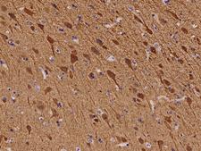 NECAB1 Antibody - Immunochemical staining of human NECAB1 in human brain with rabbit polyclonal antibody at 1:100 dilution, formalin-fixed paraffin embedded sections.