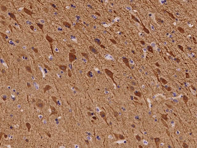 NECAB1 Antibody - Immunochemical staining of human NECAB1 in human brain with rabbit polyclonal antibody at 1:100 dilution, formalin-fixed paraffin embedded sections.