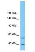 NECAB1 Antibody - NECAB1 antibody Western Blot of Fetal Kidney. Antibody dilution: 1 ug/ml.  This image was taken for the unconjugated form of this product. Other forms have not been tested.