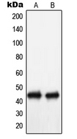 NECAB3 Antibody - Western blot analysis of NIP1 expression in Ramos (A); COLO205 (B) whole cell lysates.