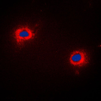 NECAB3 Antibody - Immunofluorescent analysis of NIP1 staining in COLO205 cells. Formalin-fixed cells were permeabilized with 0.1% Triton X-100 in TBS for 5-10 minutes and blocked with 3% BSA-PBS for 30 minutes at room temperature. Cells were probed with the primary antibody in 3% BSA-PBS and incubated overnight at 4 C in a humidified chamber. Cells were washed with PBST and incubated with a DyLight 594-conjugated secondary antibody (red) in PBS at room temperature in the dark. DAPI was used to stain the cell nuclei (blue).