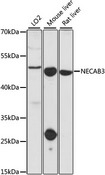 NECAB3 Antibody - Western blot analysis of extracts of various cell lines, using NECAB3 antibody at 1:1000 dilution. The secondary antibody used was an HRP Goat Anti-Rabbit IgG (H+L) at 1:10000 dilution. Lysates were loaded 25ug per lane and 3% nonfat dry milk in TBST was used for blocking. An ECL Kit was used for detection and the exposure time was 60s.