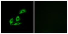 NECAB3 Antibody - Peptide - + Immunofluorescence analysis of A549 cells, using NECAB3 antibody.