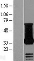 NECAP1 Protein - Western validation with an anti-DDK antibody * L: Control HEK293 lysate R: Over-expression lysate