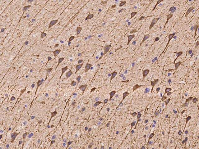 NECAP2 Antibody - Immunochemical staining of human NECAP2 in human brain with rabbit polyclonal antibody at 1:100 dilution, formalin-fixed paraffin embedded sections.