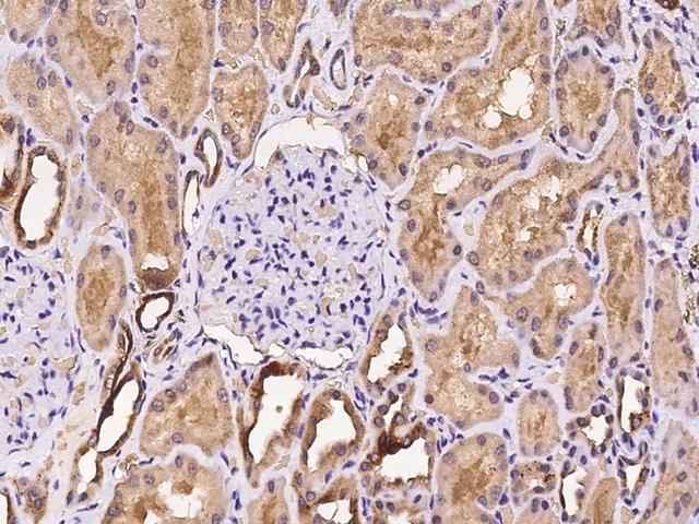 NECAP2 Antibody - Immunochemical staining of human NECAP2 in human kidney with rabbit polyclonal antibody at 1:100 dilution, formalin-fixed paraffin embedded sections.