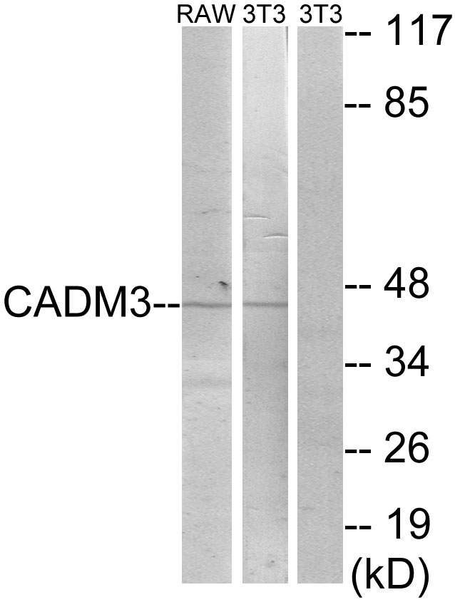 NECL-1 / CADM3 Antibody - Western blot analysis of lysates from NIH/3T3 and RAW264.7 cells, using CADM3 Antibody. The lane on the right is blocked with the synthesized peptide.
