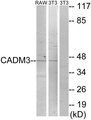 NECL-1 / CADM3 Antibody - Western blot analysis of lysates from NIH/3T3 and RAW264.7 cells, using CADM3 Antibody. The lane on the right is blocked with the synthesized peptide.