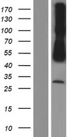 NECL-1 / CADM3 Protein - Western validation with an anti-DDK antibody * L: Control HEK293 lysate R: Over-expression lysate