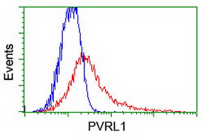 Nectin-1 / PVRL1 Antibody - HEK293T cells transfected with either overexpress plasmid (Red) or empty vector control plasmid (Blue) were immunostained by anti-PVRL1 antibody, and then analyzed by flow cytometry.