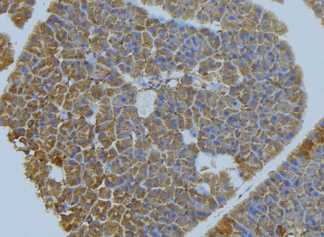 Nectin-1 / PVRL1 Antibody - 1:100 staining human pancreas tissue by IHC-P. The sample was formaldehyde fixed and a heat mediated antigen retrieval step in citrate buffer was performed. The sample was then blocked and incubated with the antibody for 1.5 hours at 22°C. An HRP conjugated goat anti-rabbit antibody was used as the secondary.