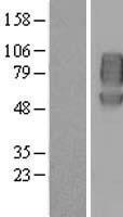 Nectin-1 / PVRL1 Protein - Western validation with an anti-DDK antibody * L: Control HEK293 lysate R: Over-expression lysate