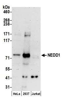 NEDD1 Antibody - Detection of human NEDD1 by western blot. Samples: Whole cell lysate (50 µg) from HeLa, HEK293T, and Jurkat cells prepared using NETN lysis buffer. Antibodies: Affinity purified rabbit anti-NEDD1 antibody used for WB at 0.1 µg/ml. Detection: Chemiluminescence with an exposure time of 3 minutes.