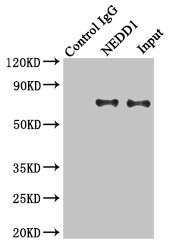 NEDD1 Antibody - Immunoprecipitating NEDD1 in HeLa whole cell lysate Lane 1: Rabbit monoclonal IgG(1ug)instead of product in HeLa whole cell lysate.For western blotting, a HRP-conjugated light chain specific antibody was used as the Secondary antibody (1/50000) Lane 2: product(4ug)+ HeLa whole cell lysate(500ug) Lane 3: HeLa whole cell lysate (20ug)