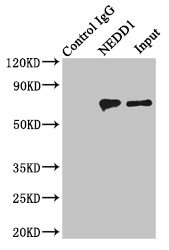 NEDD1 Antibody - Immunoprecipitating NEDD1 in HeLa whole cell lysate Lane 1: Rabbit monoclonal IgG(1ug)instead of product in HeLa whole cell lysate.For western blotting, a HRP-conjugated light chain specific antibody was used as the Secondary antibody (1/50000) Lane 2: product(4ug)+ HeLa whole cell lysate(500ug) Lane 3: HeLa whole cell lysate (20ug)