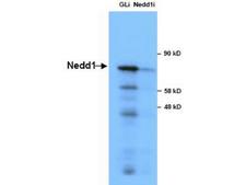 NEDD1 Antibody - Anti-NEDD1 in Western Blot using the Anti-NEDD1 Antibody shows detection of a 73 kDa band corresponding to endogenous NEDD1 in lysates of S phase HeLa cells silenced for either control Luciferase or NEDD1. In right lane (NEDD1i): lysates from sh-NEDD1 RNAi-treated lentivirus-infected cells. In left lane (GLi): lysates from sh-Luciferase lentivirus-infected cells as control. Anti-NEDD1 Antibody was used at 1:10,000. Molecular weight estimation was made by comparison by prestained MW markers. ECL was used for detection.
