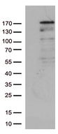 NEDD4 Antibody - HEK293T cells were transfected with the pCMV6-ENTRY control. (Left lane) or pCMV6-ENTRY NEDD4. (Right lane) cDNA for 48 hrs and lysed. Equivalent amounts of cell lysates. (5 ug per lane) were separated by SDS-PAGE and immunoblotted with anti-NEDD4. (1:500)