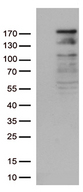 NEDD4 Antibody - HEK293T cells were transfected with the pCMV6-ENTRY control. (Left lane) or pCMV6-ENTRY NEDD4. (Right lane) cDNA for 48 hrs and lysed