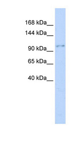 NEDD4 Antibody - NEDD4 antibody Western blot of MCF7 cell lysate. This image was taken for the unconjugated form of this product. Other forms have not been tested.