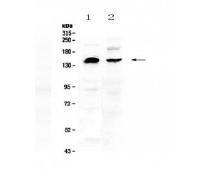NEDD4 Antibody - Western blot analysis of NEDD4 using anti-NEDD4 antibody