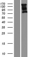 NEDD4 Protein - Western validation with an anti-DDK antibody * L: Control HEK293 lysate R: Over-expression lysate