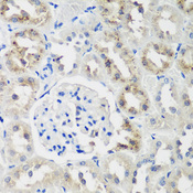 NEDD4L / NEDD4-2 Antibody - Immunohistochemistry of paraffin-embedded rat kidney tissue.