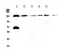 NEDD4L / NEDD4-2 Antibody - Western blot - Anti-NEDD4-2 Picoband antibody