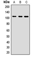 NEDD4L / NEDD4-2 Antibody