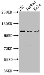NEDD4L / NEDD4-2 Antibody - Positive Western Blot detected in 293 whole cell lysate, Jurkat whole cell lysate, Hela whole cell lysate. All lanes: NEDD4L antibody at 3 µg/ml Secondary Goat polyclonal to rabbit IgG at 1/50000 dilution. Predicted band size: 112, 105, 101, 99, 111, 110, 97 KDa. Observed band size: 112 KDa