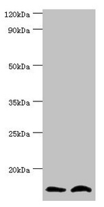 NEDD8 Antibody - Western blot All lanes: NEDD8 antibody at 8µg/ml Lane 1: Mouse heart tissue Lane 2: Mouse spleen tissue Secondary Goat polyclonal to rabbit IgG at 1/10000 dilution Predicted band size: 9 kDa Observed band size: 9 kDa