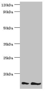 NEDD8 Antibody - Western blot All lanes: NEDD8 antibody at 16µg/ml Lane 1: Mouse heart tissue Lane 2: Mouse spleen tissue Secondary Goat polyclonal to rabbit IgG at 1/10000 dilution Predicted band size: 9 kDa Observed band size: 9 kDa