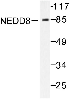 NEDD8 Antibody - Western blot of NEDD8 (D21) pAb in extracts from Jurkat cells.
