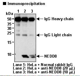 NEDD8 Antibody