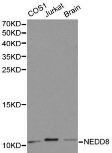 NEDD8 Antibody - Western blot of NEDD8 pAb in extracts from COS1, Jurkat cells and mouse brain tissue.
