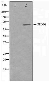 NEDD8 Antibody - Western blot of Jurkat cell lysate using NEDD8 Antibody