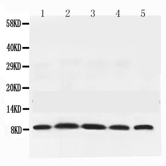 NEDD8 Antibody - Western blot - Anti-NEDD8 Picoband Antibody