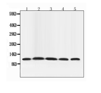 NEDD8 Antibody - Western blot analysis of NEDD8 using anti-NEDD8 antibody. Electrophoresis was performed on a 5-20% SDS-PAGE gel at 70V (Stacking gel) / 90V (Resolving gel) for 2-3 hours. The sample well of each lane was loaded with 50ug of sample under reducing conditions. Lane 1: rat testis cell lysates, Lane 2: mouse thymus tissue lysates, Lane 3: mouse brain tissue lysates, Lane 4: HELA whole cell lysates, After Electrophoresis, proteins were transferred to a Nitrocellulose membrane at 150mA for 50-90 minutes. Blocked the membrane with 5% Non-fat Milk/ TBS for 1.5 hour at RT. The membrane was incubated with rabbit anti-NEDD8 antigen affinity purified polyclonal antibody at 0.5 µg/mL overnight at 4°C, then washed with TBS-0.1% Tween 3 times with 5 minutes each and probed with a goat anti-rabbit IgG-HRP secondary antibody at a dilution of 1:10000 for 1.5 hour at RT. The signal is developed using an Enhanced Chemiluminescent detection (ECL) kit with Tanon 5200 system. A specific band was detected for NEDD8 at approximately 12KD. The expected band size for NEDD8 is at 9KD.