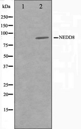 NEDD8 Antibody - Western blot analysis on Jurkat cell lysates using NEDD8 antibody. The lane on the left is treated with the antigen-specific peptide.