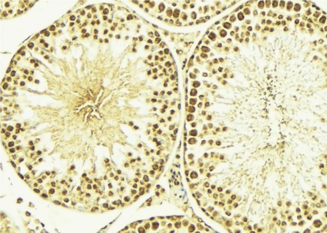 NEDD8 Antibody - 1:100 staining mouse testis tissue by IHC-P. The sample was formaldehyde fixed and a heat mediated antigen retrieval step in citrate buffer was performed. The sample was then blocked and incubated with the antibody for 1.5 hours at 22°C. An HRP conjugated goat anti-rabbit antibody was used as the secondary.