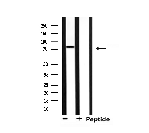 NEDD8 Antibody - Western blot analysis of extracts of 293 cells using NEDD8 antibody.